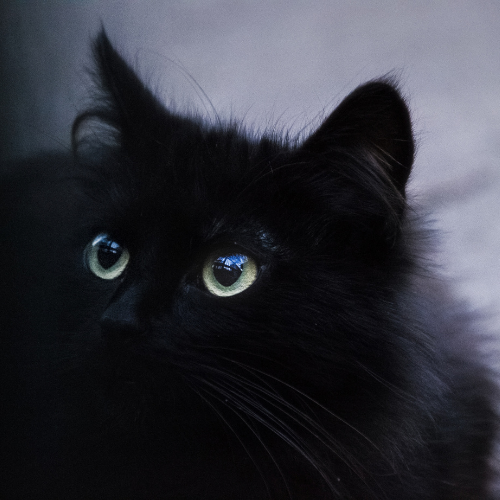 Black Cat Merchant