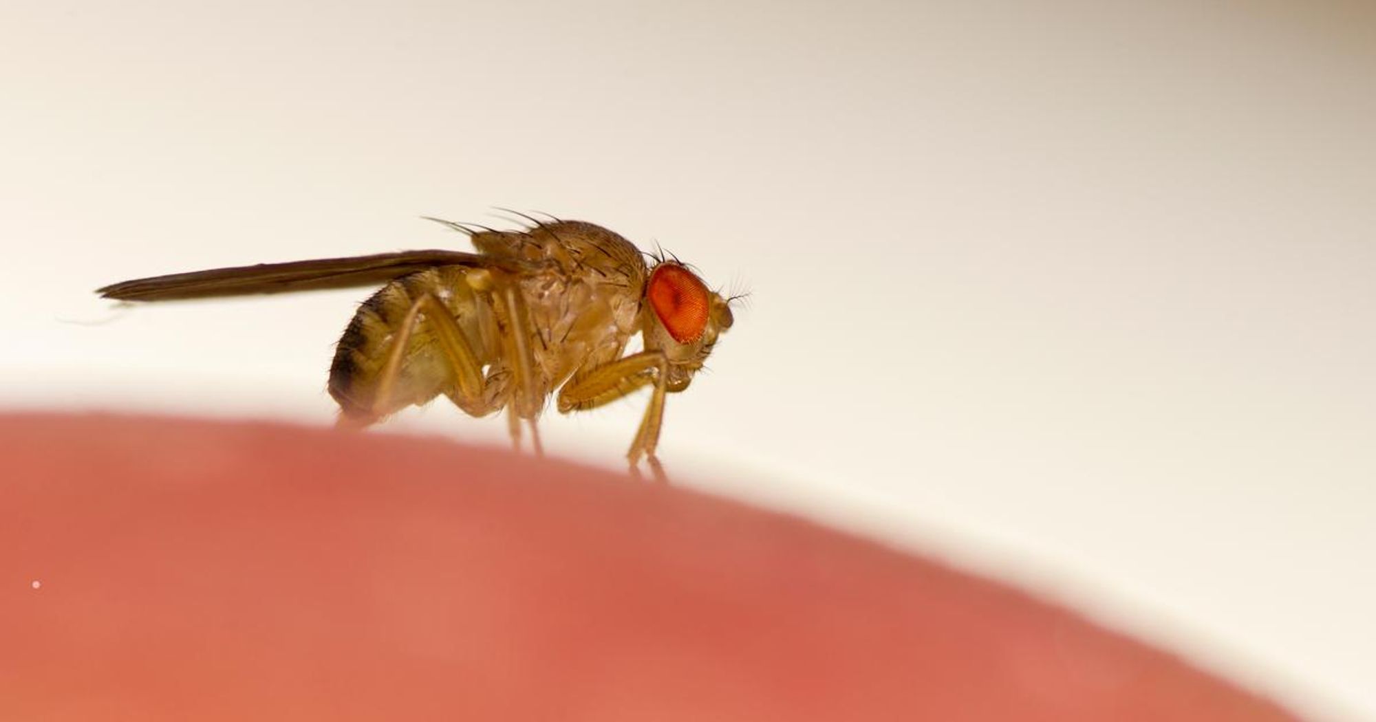 Scientists hack fly brains to make them remote controlled