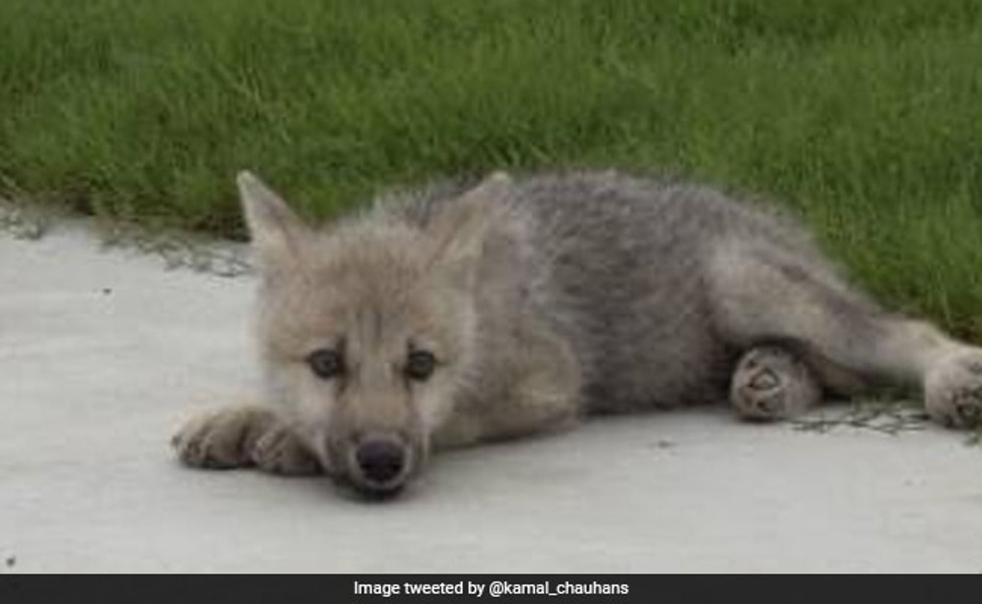 Chinese Scientists Create World's First Cloned Arctic Wolf