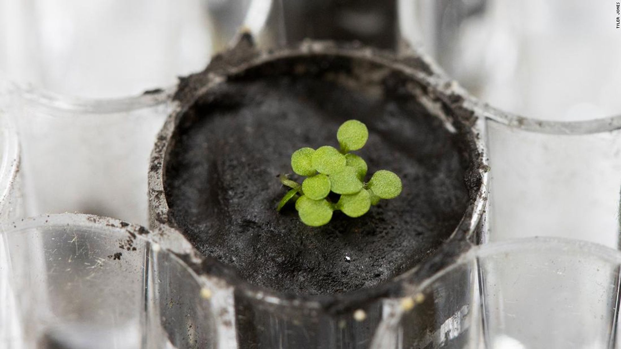 Plants have been grown in lunar soil for the 1st time ever