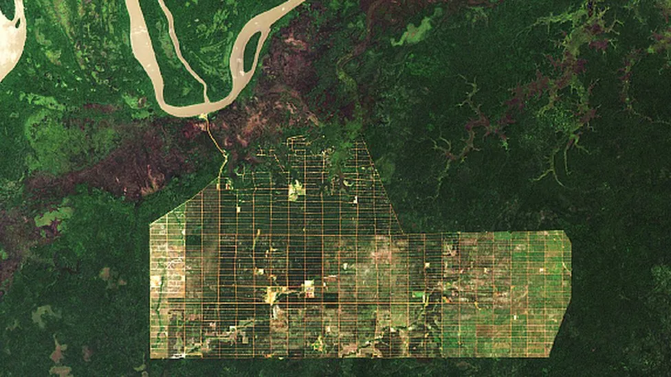 Satellite imagery from 2019 reveals forest cleared for plantations in the Indonesian province of Papua. C/O BBC, NASA. Source: https://www.bbc.com/news/59387191
