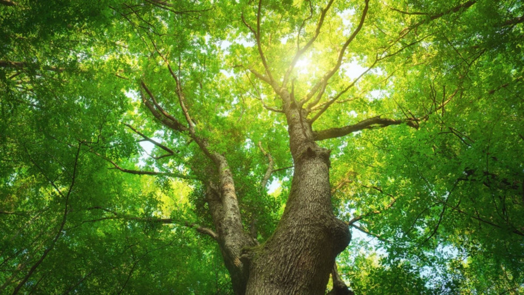 Genetically Engineered 'Supertrees' Capture More Carbon
