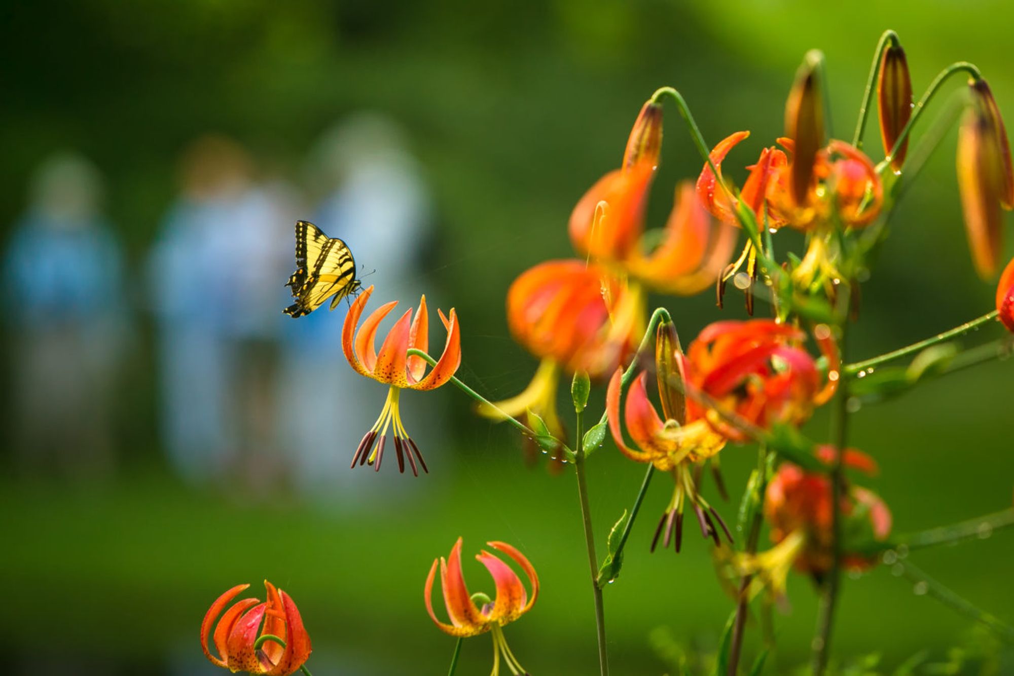 Mt. Cuba Center | Delaware Botanical Garden, Native Plants