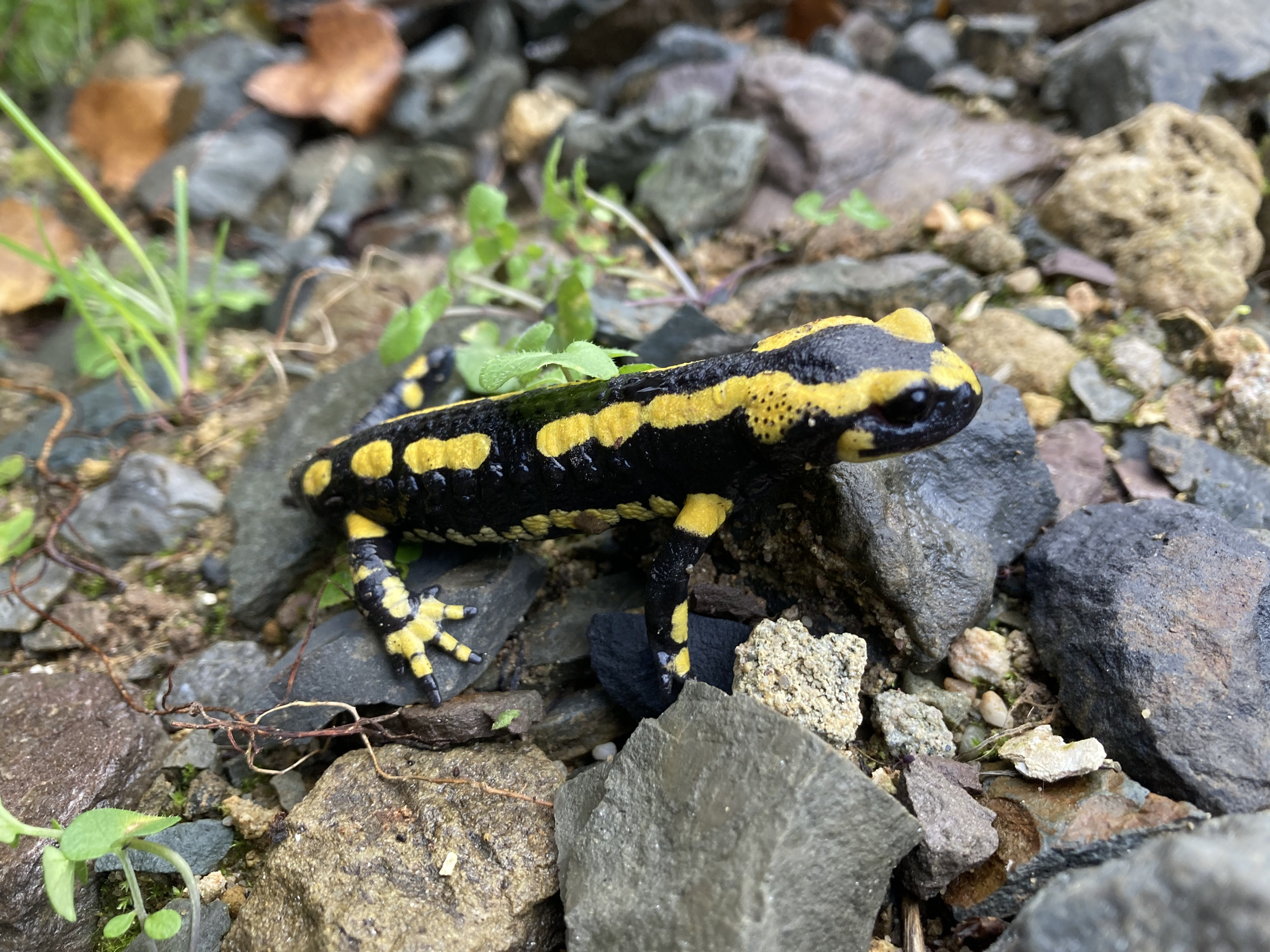 Les magnifiques salamandres