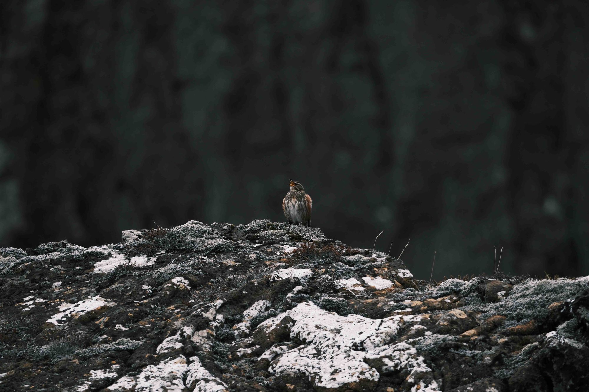 Shot on May 2, 2024, at 2:31 PM GMT at Thingvellir National Park in Iceland. I posted this observation at 