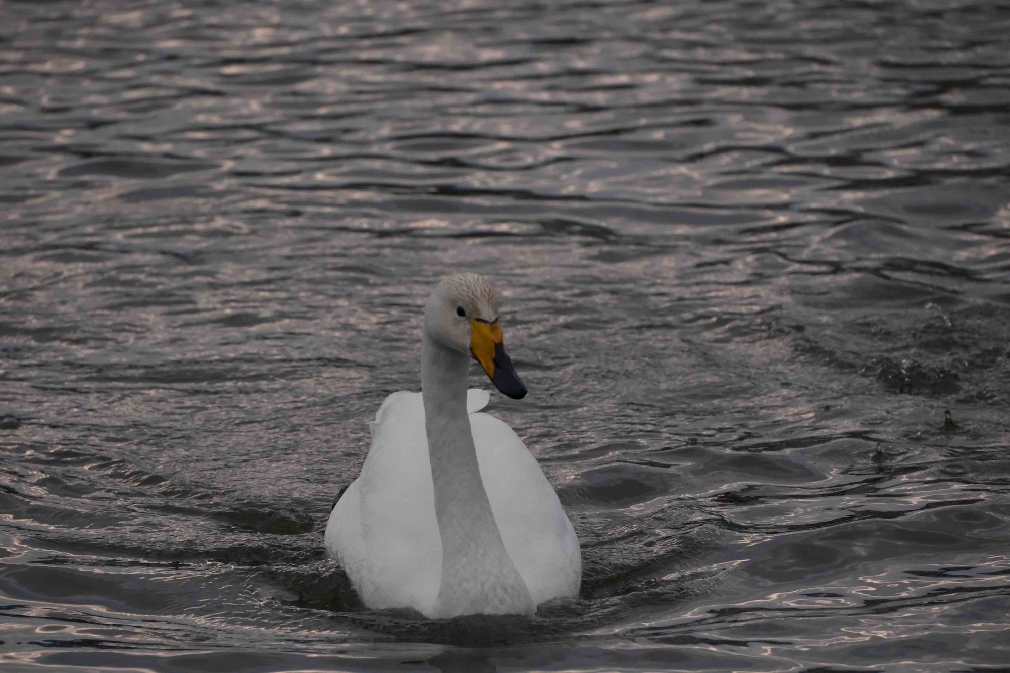 Shot on April 24, 2024, at 9:06 PM GMT in Reykjavik, Iceland. I posted this observation at 