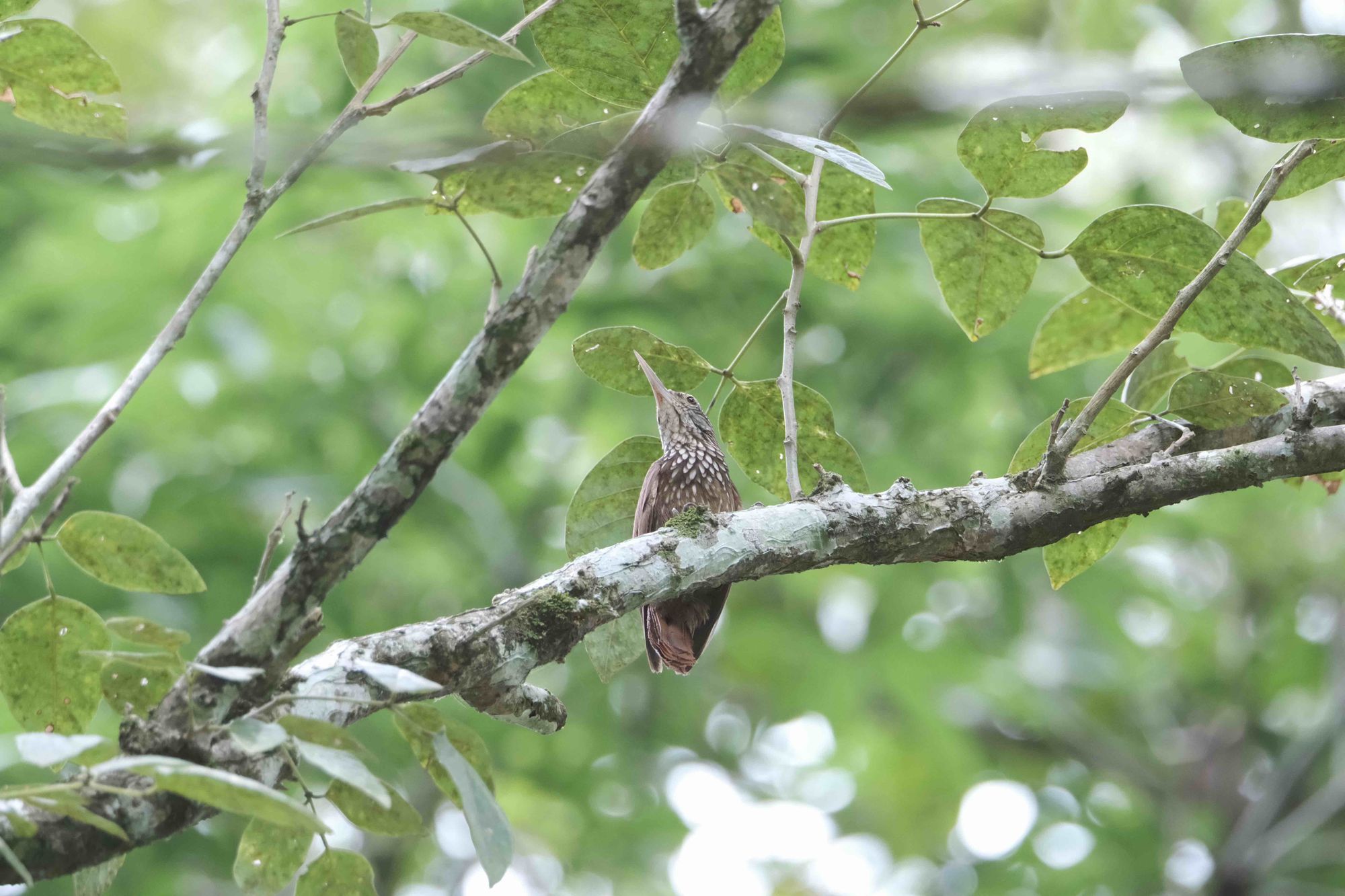 Shot on March 17, 2024, at 2:15 PM Suriname time at Peperpot Nature Park in Commewijne, Suriname. I posted this observation at 