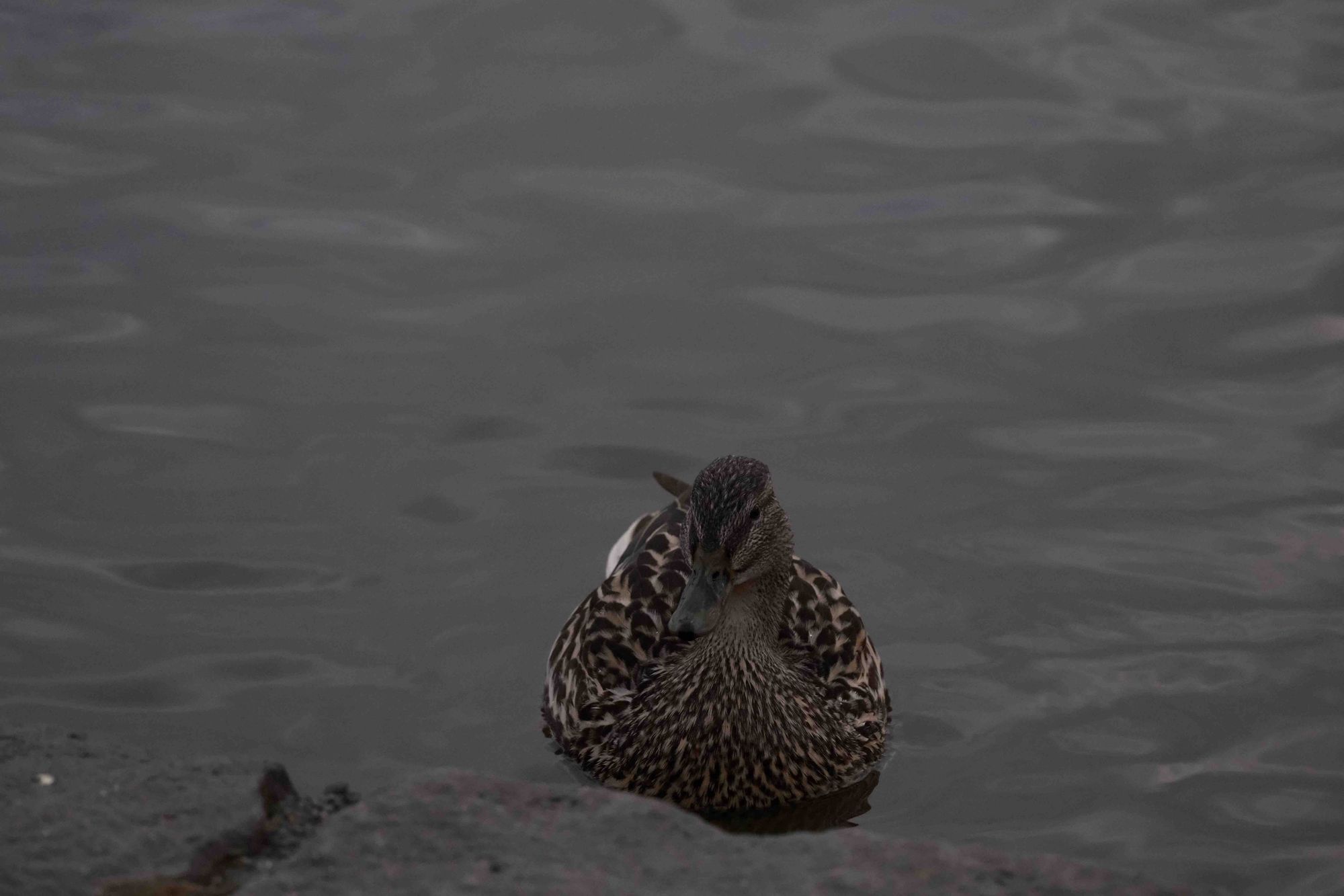 Shot on April 24, 2024, at 9:11 PM GMT in Reykjavik, Iceland. I posted this observation at 