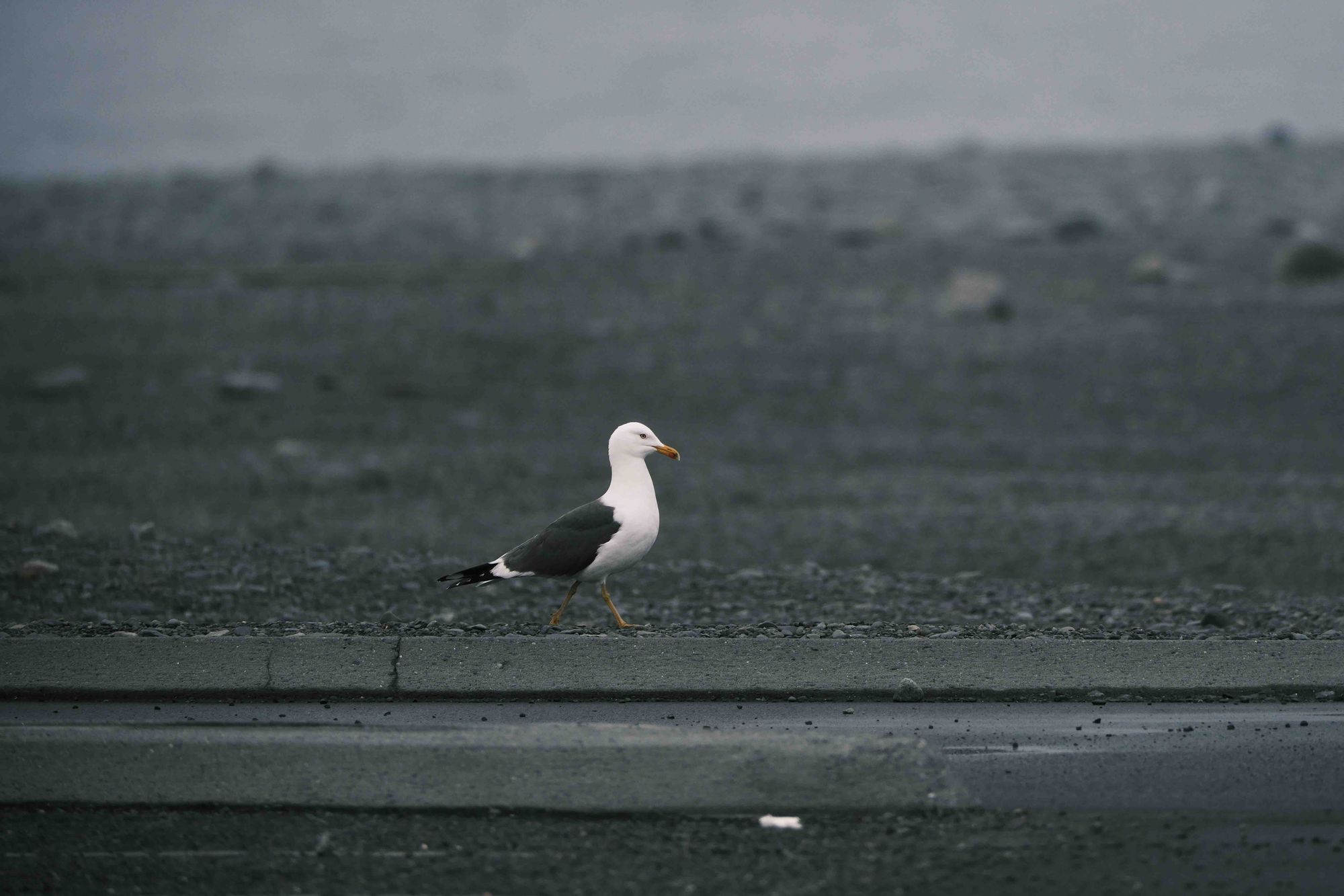 Shot on May 4, 2024, at 4:23 PM GMT at near Diamond Beach in Iceland. I posted this observation at 