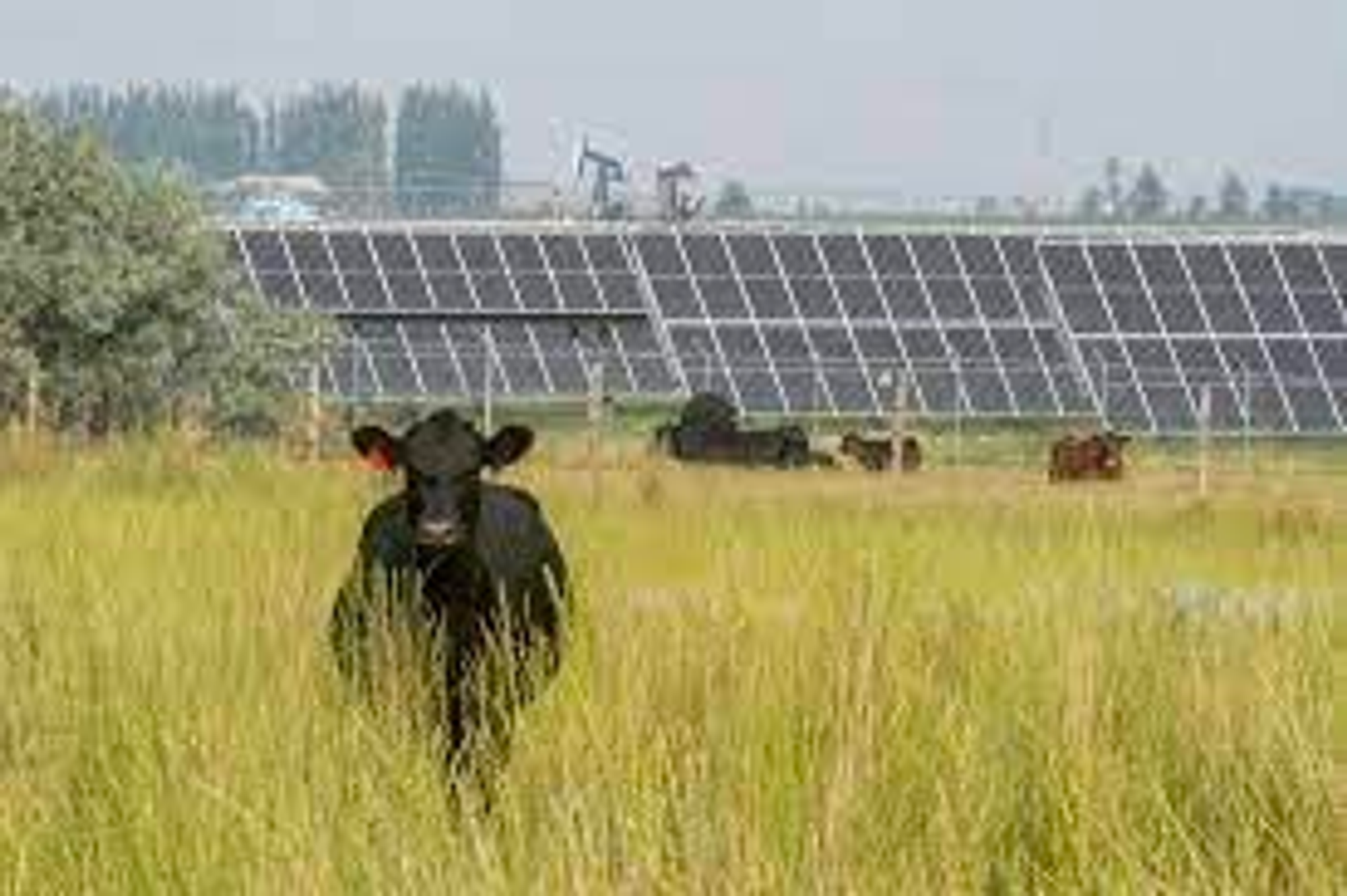 Alberta solar projects raise tensions over agricultural land use