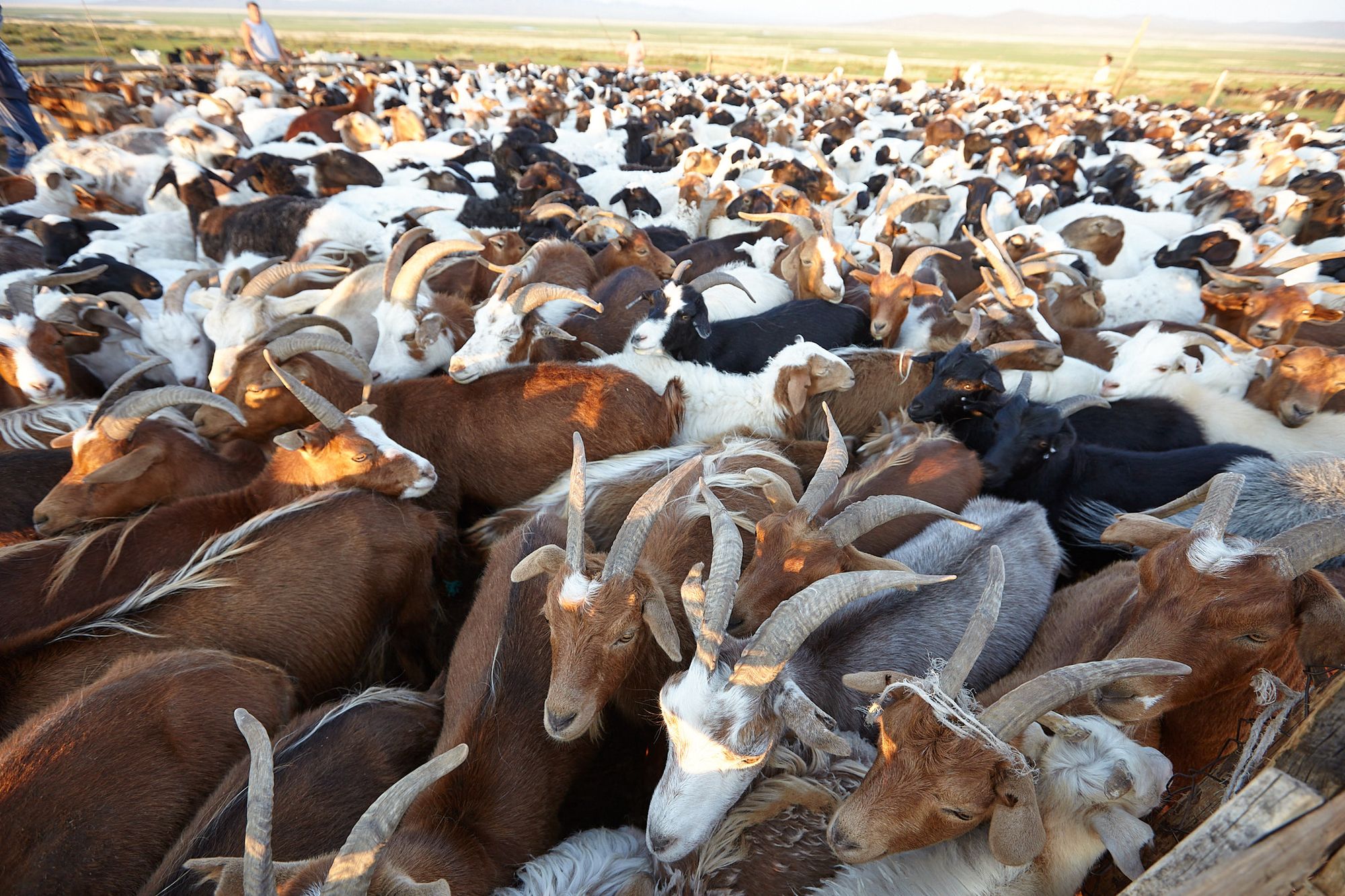 The pastoralists in the Gobi Desert, Mongolia