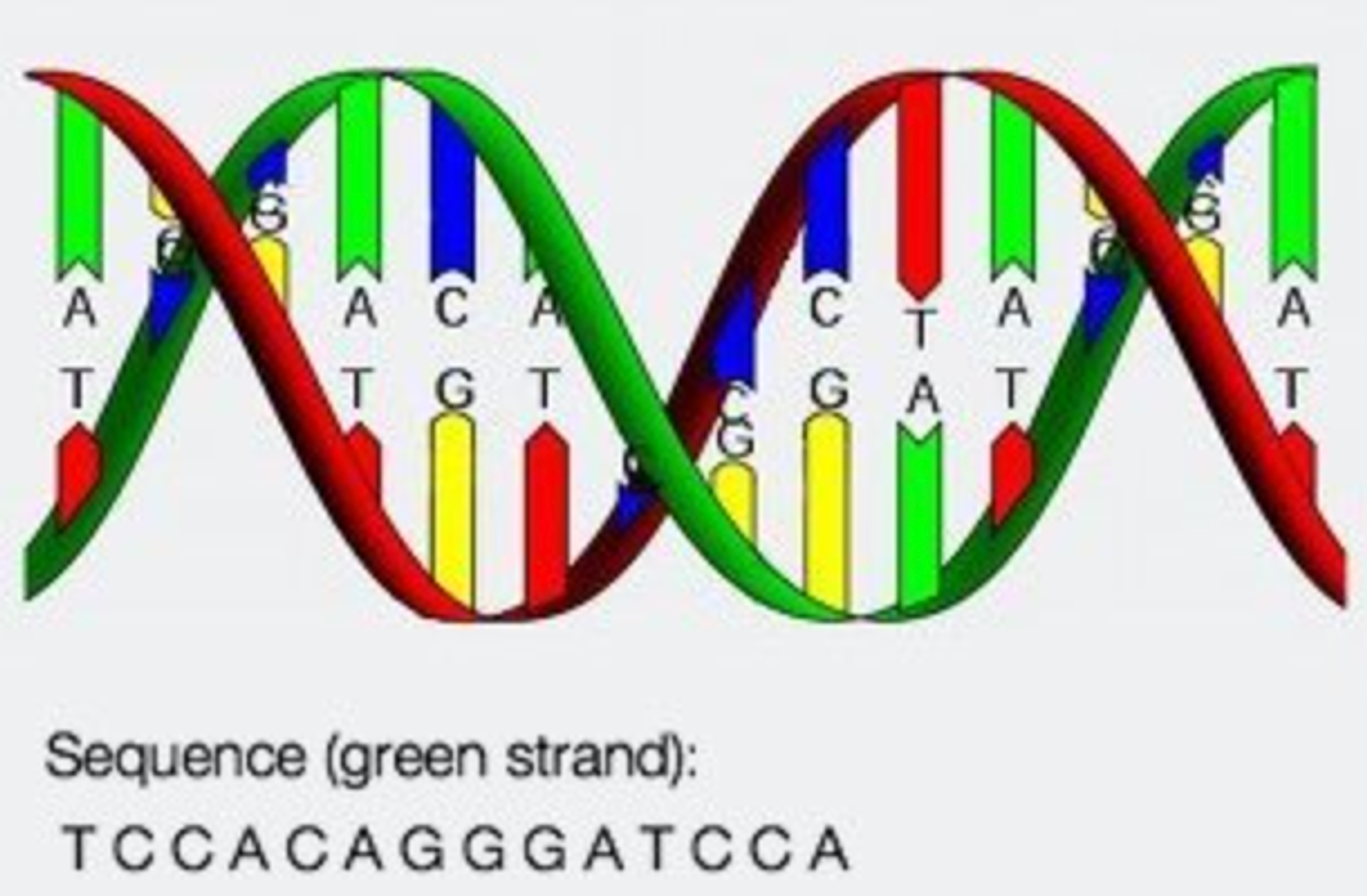 ԴՆԹ մոլեկուլ