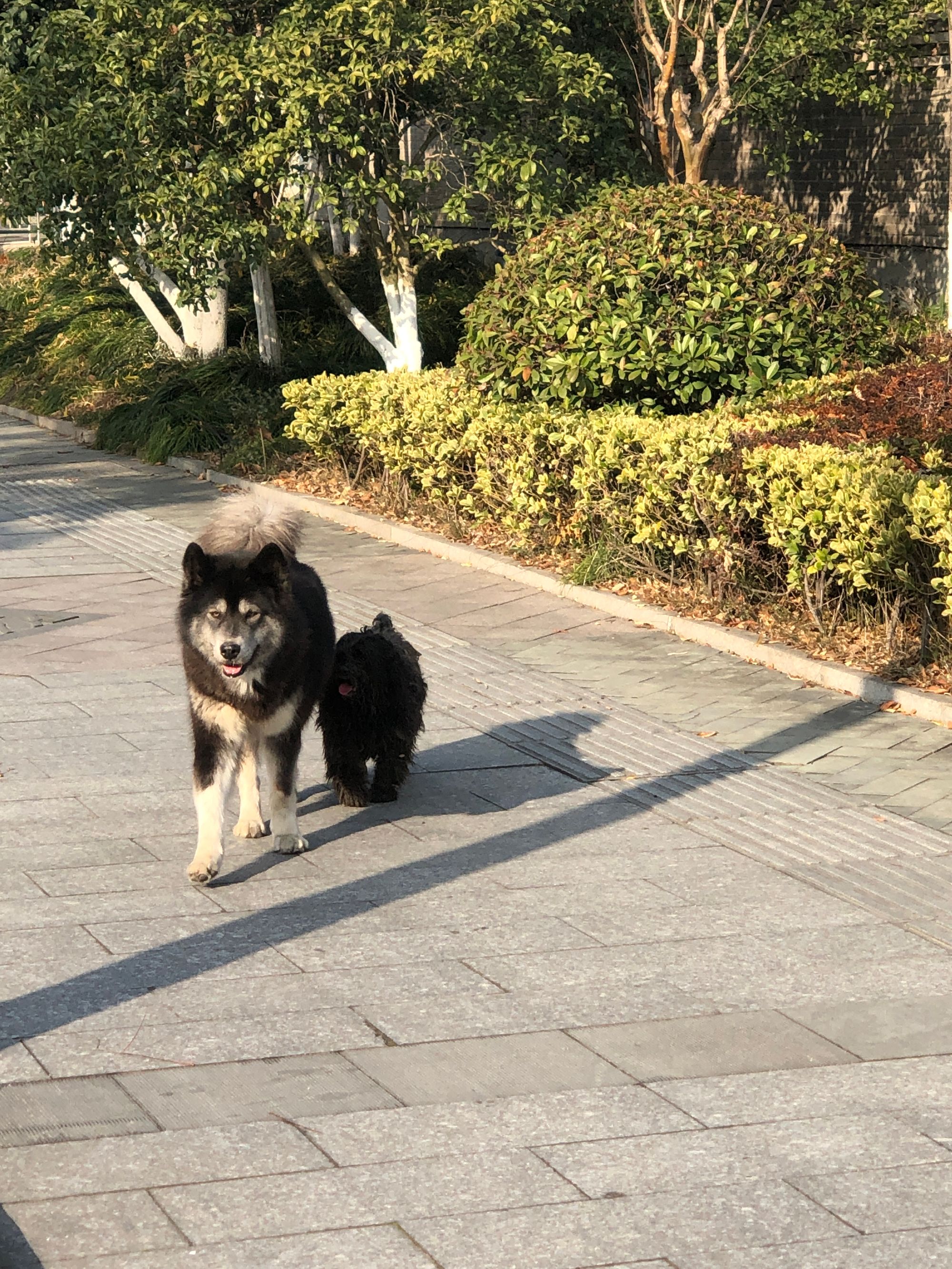 这两只狗走在人行道上，看起来可能是流浪狗，后面的小狗紧跟着大哥，在这寒冷的冬天相依为命。