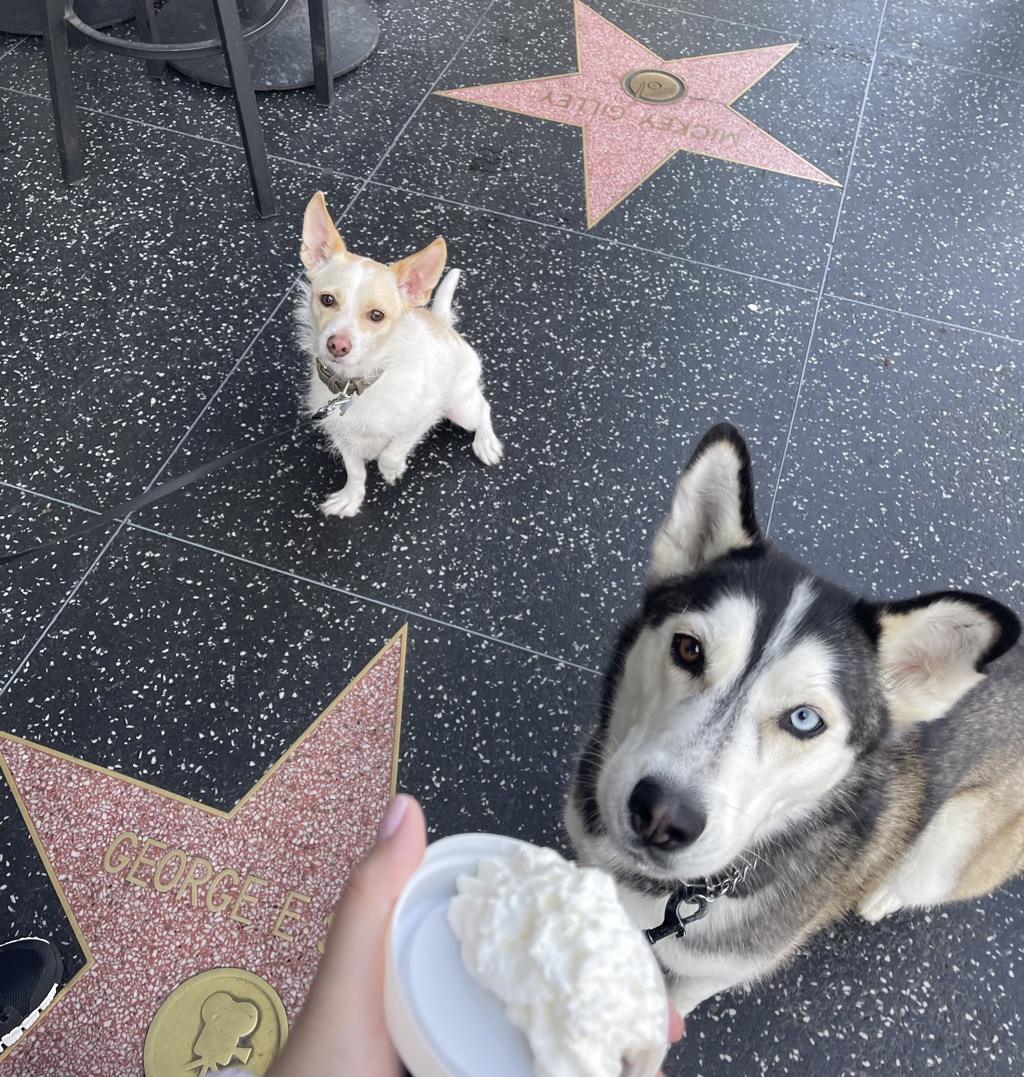 Featuring Courtney’s husky Skylar Brown and a Beverly Hills chihuahua enjoying a pup-o-chino