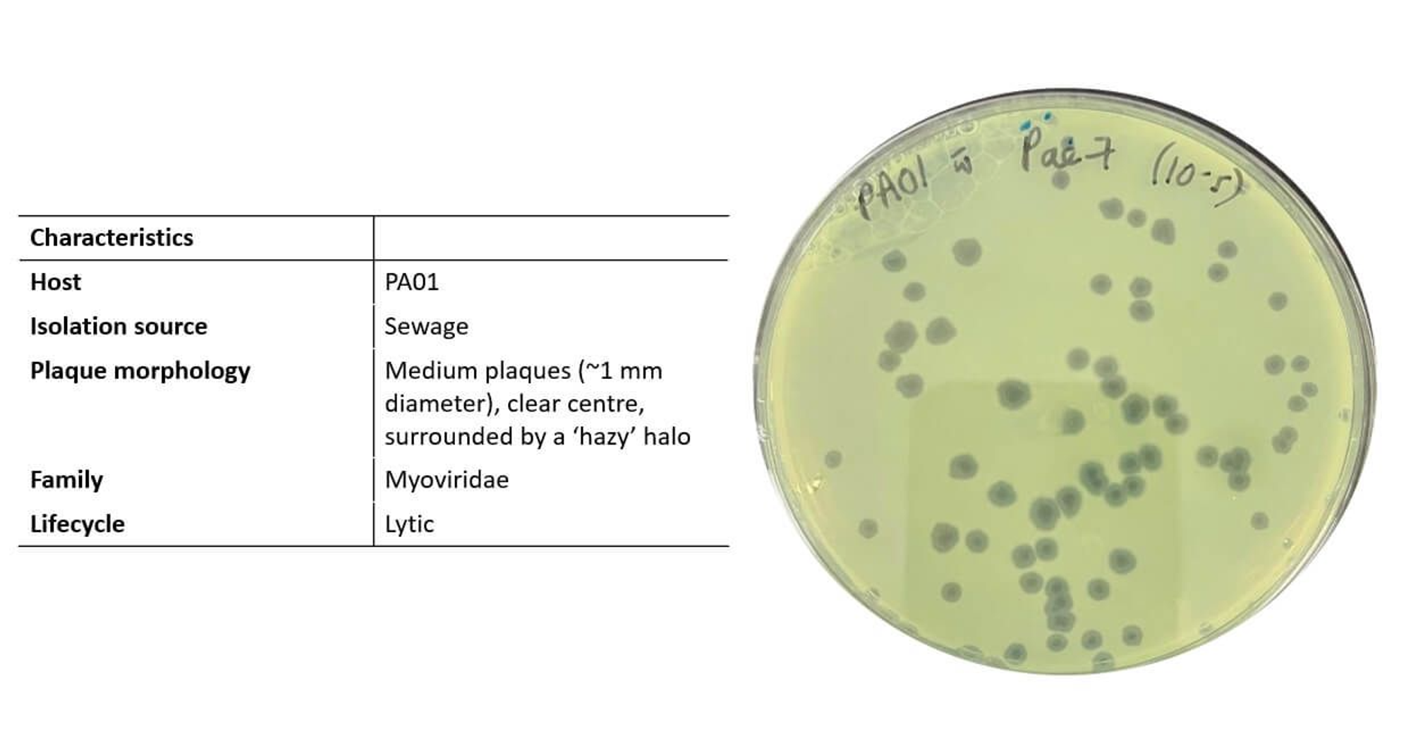 Figure 1. Characteristics and plaque morphology of Pseudomonas phage, Pae7.