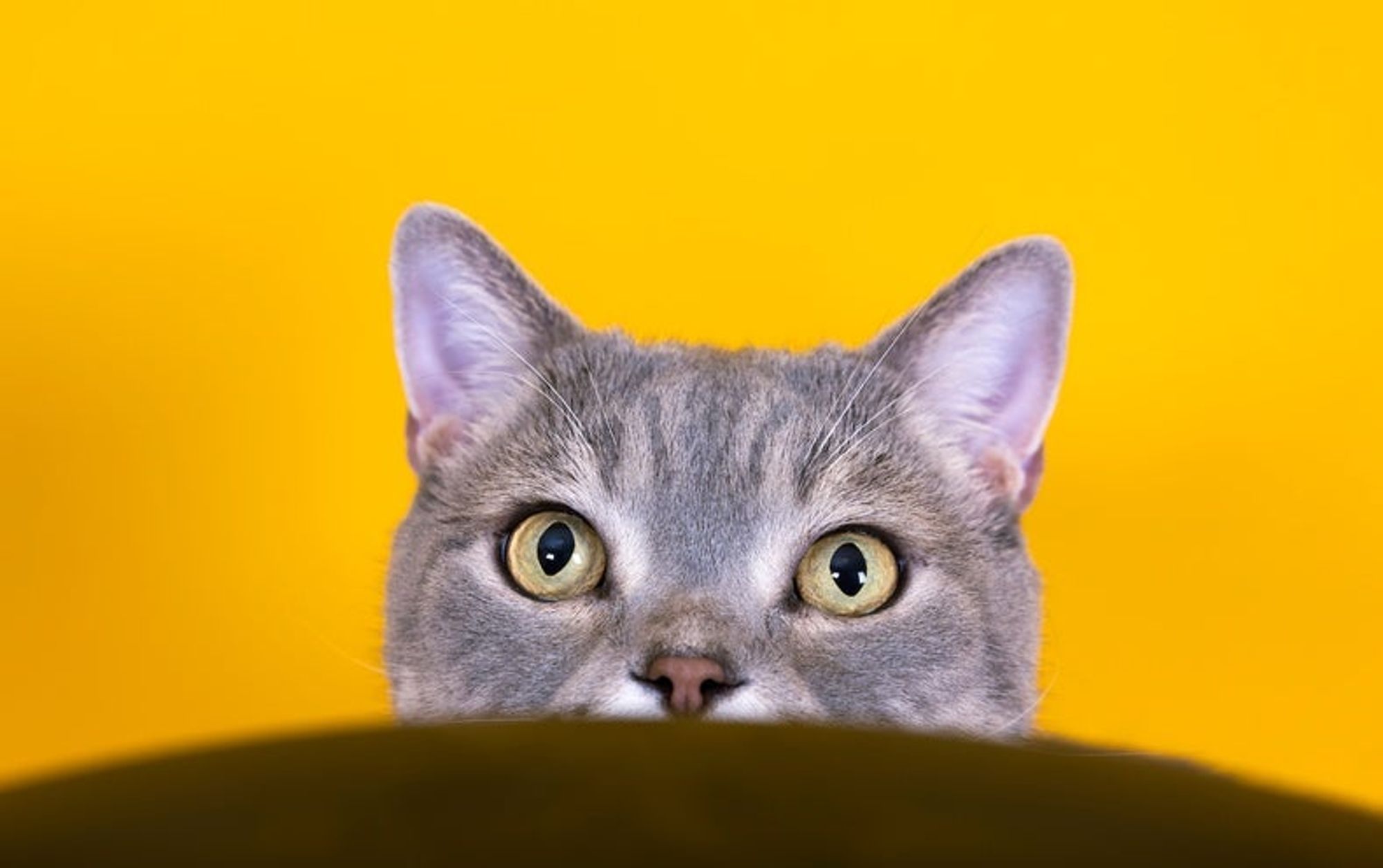 Physicists Create Biggest-Ever Schrödinger&rsquo;s Cat