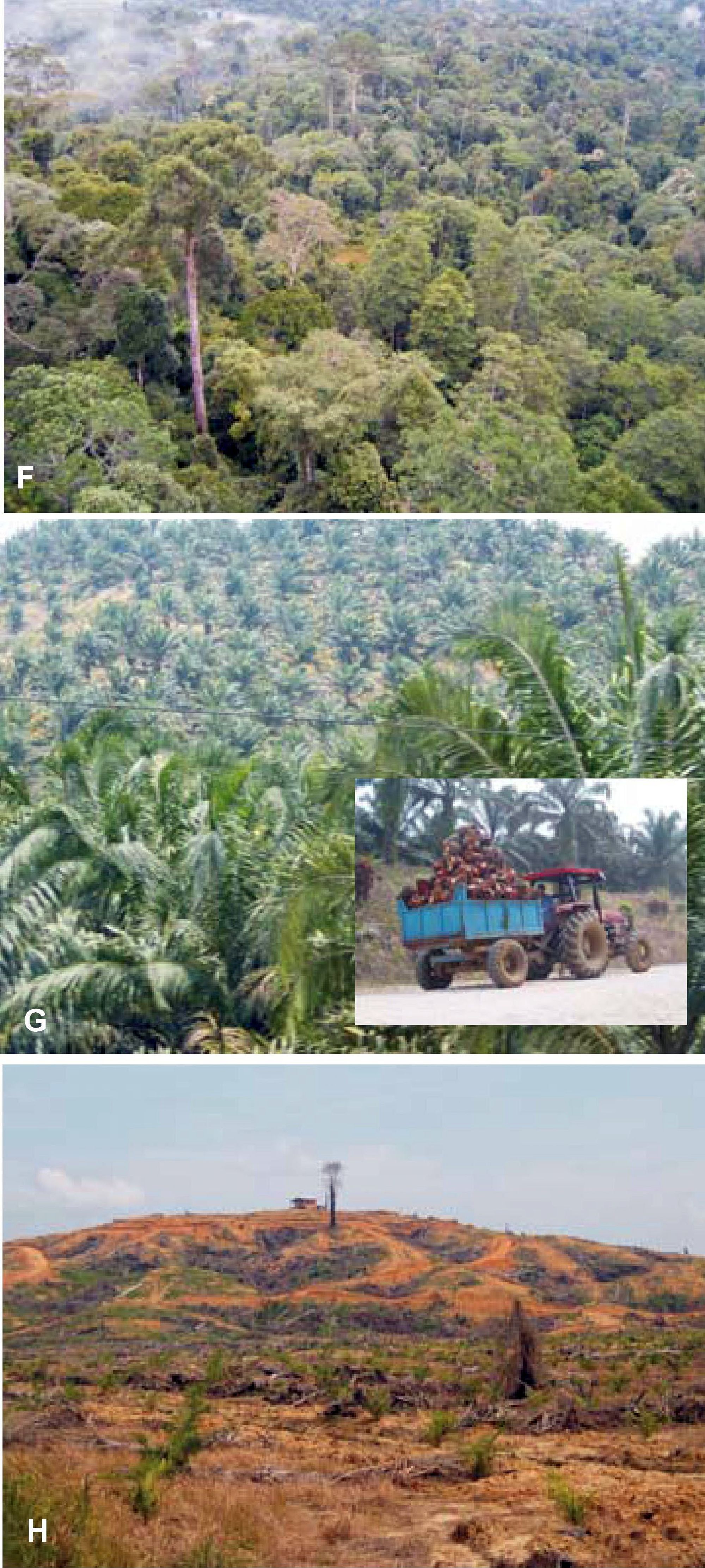 In Borneo, the forest (F), is being replaced by oil palm plantations (G). These changes are irreversible for all practical purposes (H). Source: https://en.wikipedia.org/wiki/Palm_oil#/media/File:Palm_forest.jpg