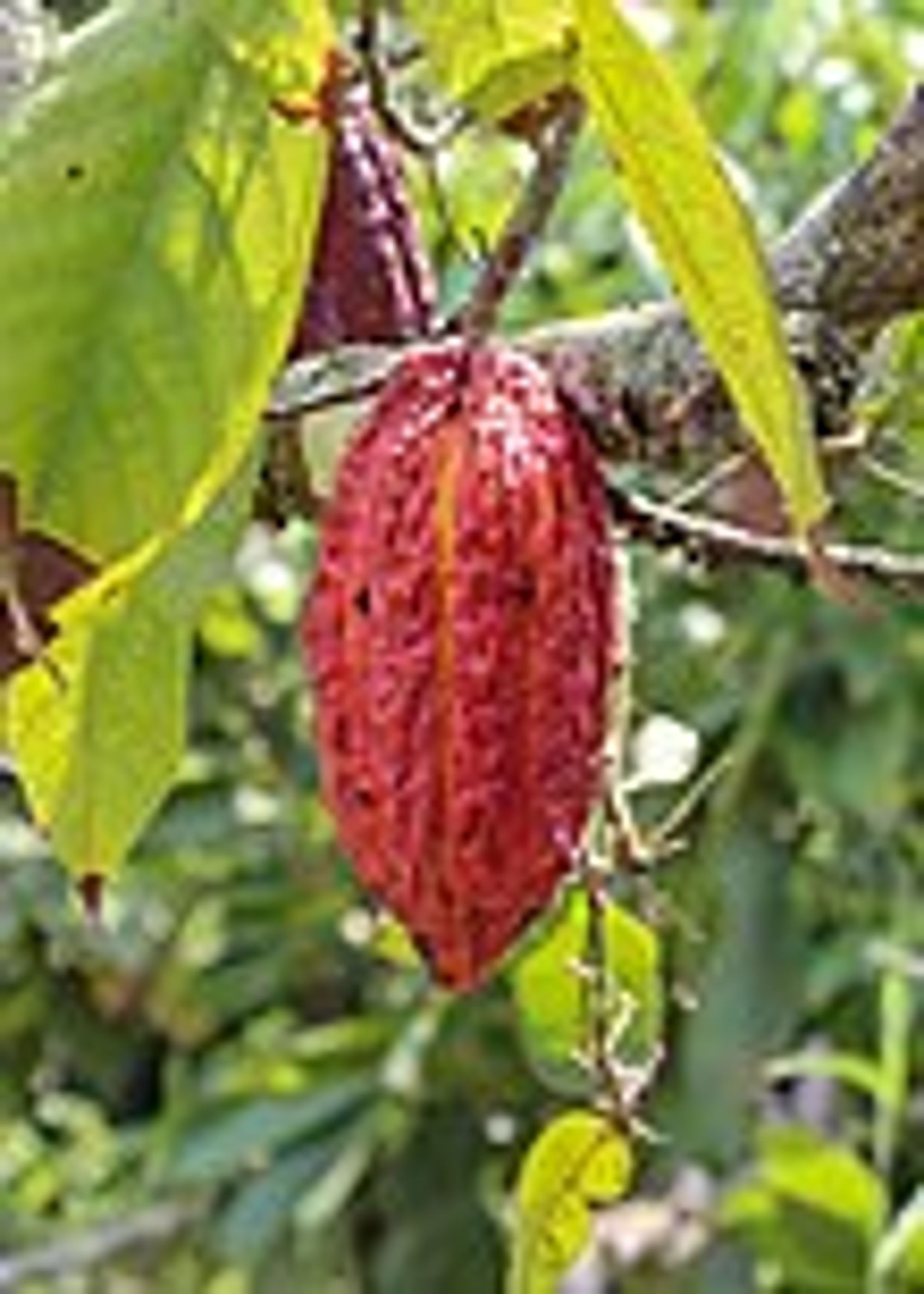 Cocoa production in Nigeria - Wikipedia