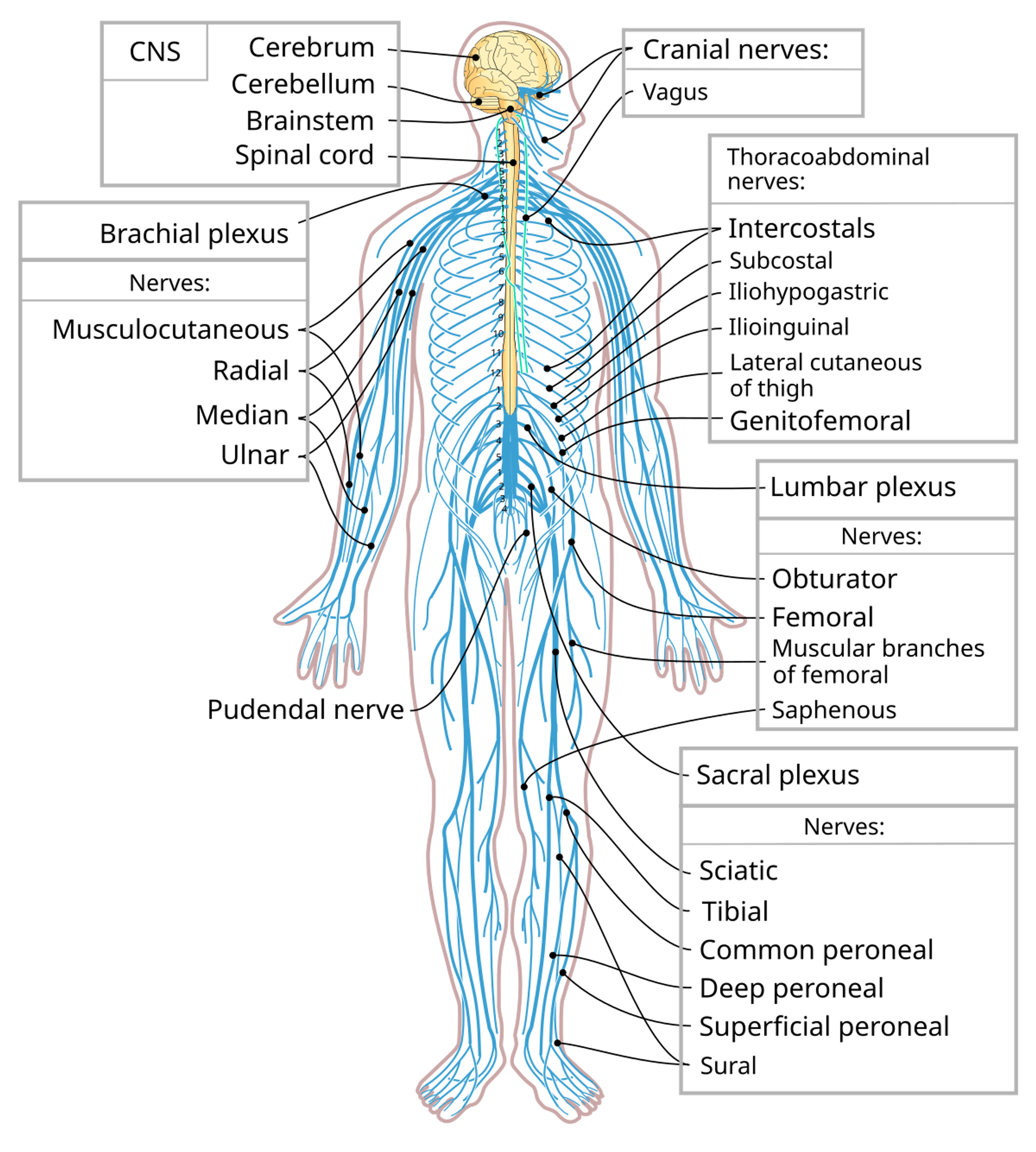 Spinal cord