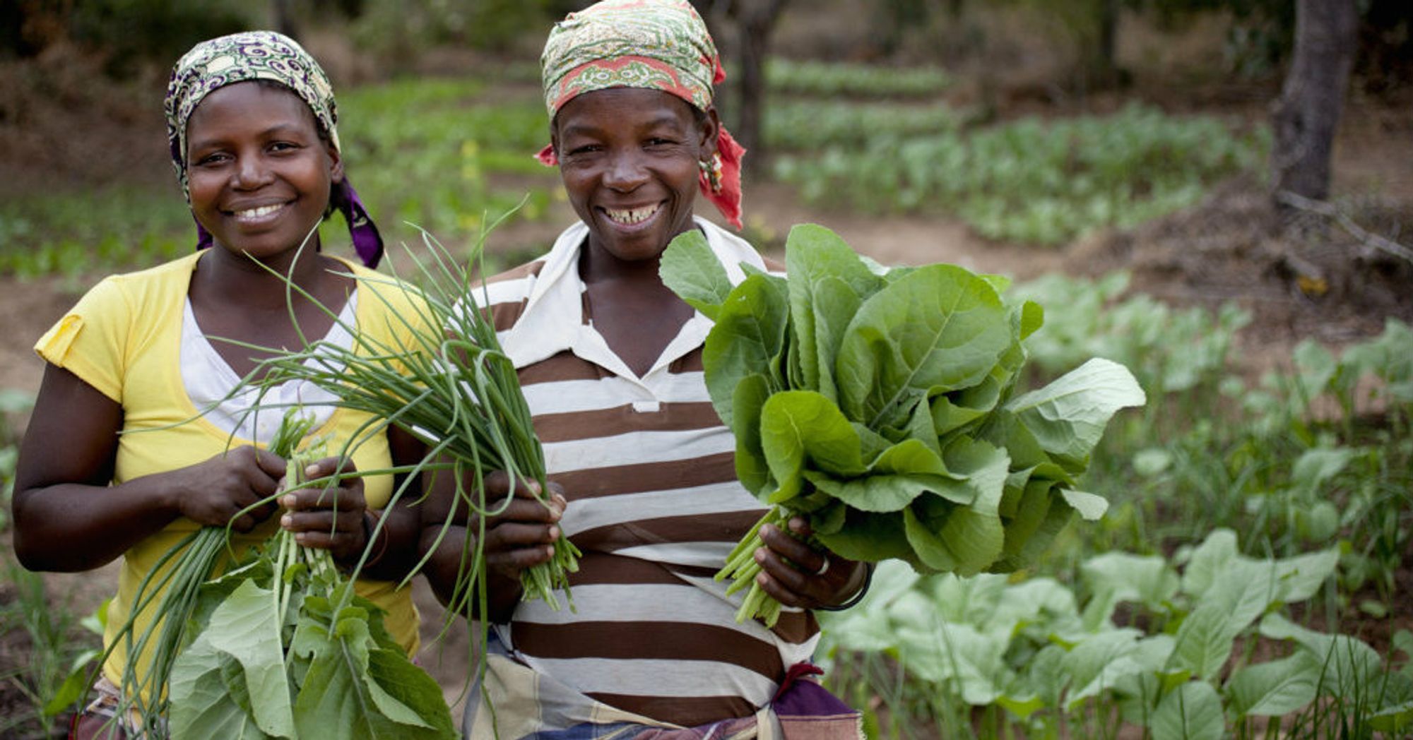 Promoting local vegetables R&D to benefit smallholders - Sub-Saharan Africa