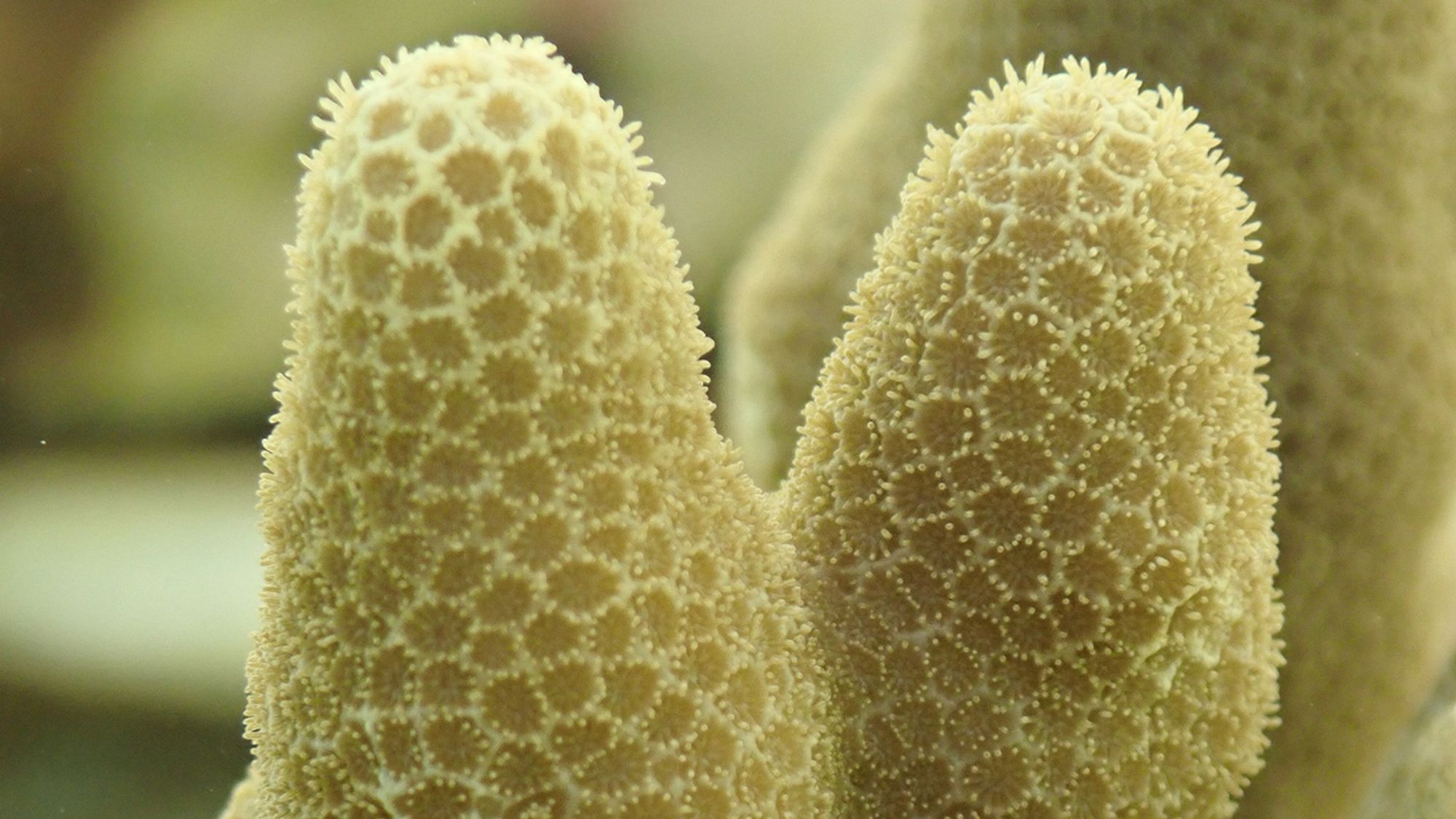 Freezing adult corals could help ensure they survive a changing climate