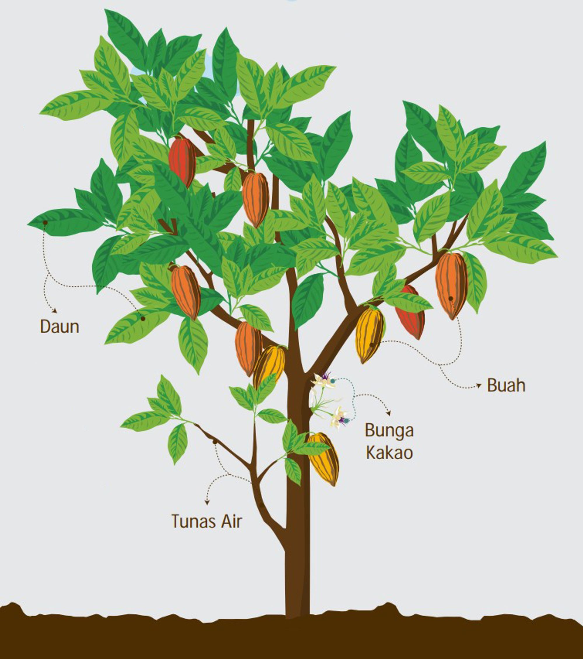  Bagian  Bagian  Tanaman  Kakao
